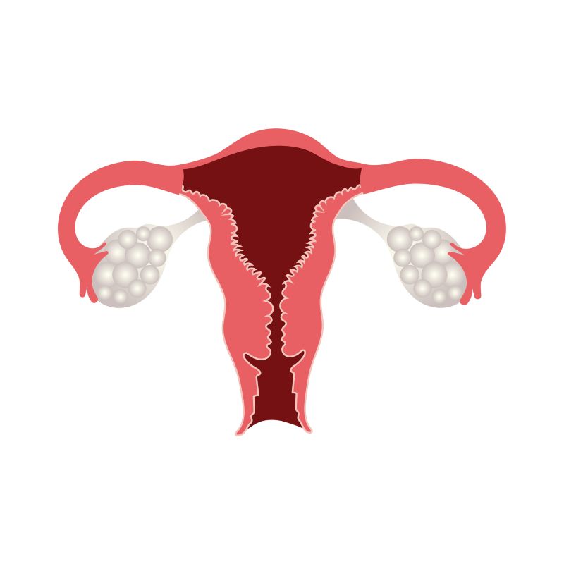 ovaries.jpg
